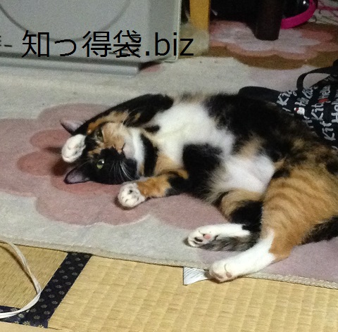 オスの猫の名前の付け方!このパターンを使うと愛着が湧く! 役立つ